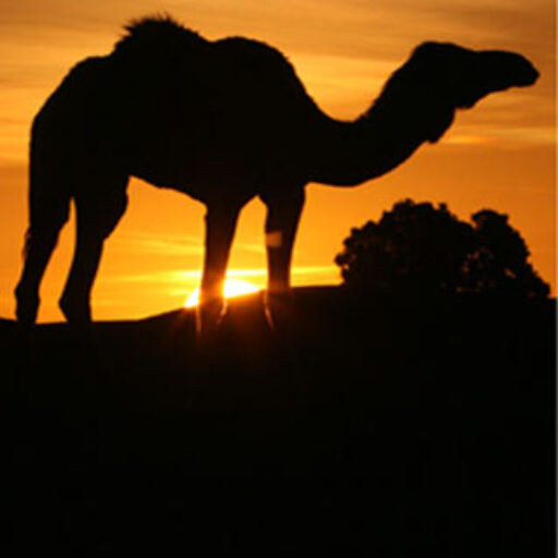 Caravane Rose du Sable, desert trekking, camel rides