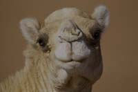 Willkommen bei der Caravane Rose du Sable