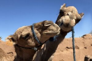 Iharine, das guterzogene Kamel. Genießen sie eine Reise in die Sahara mit unseren Kamelen.